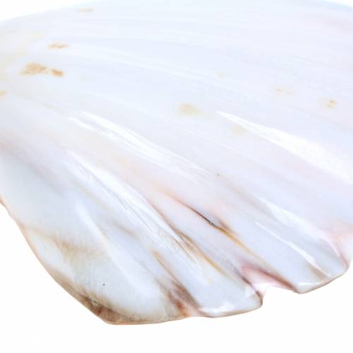Floristik24 Shell decoration scallops polished 12-13cm 4 pcs