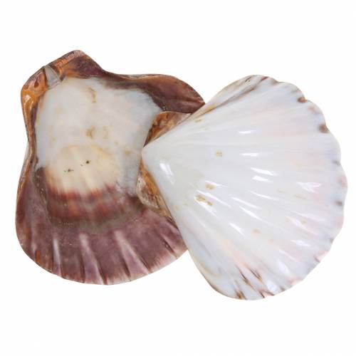 Floristik24 Shell decoration scallops polished 12-13cm 4 pcs