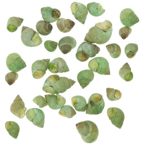 Snail shell assortment green 1kg