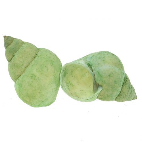 Floristik24 Snail shell assortment green 1kg