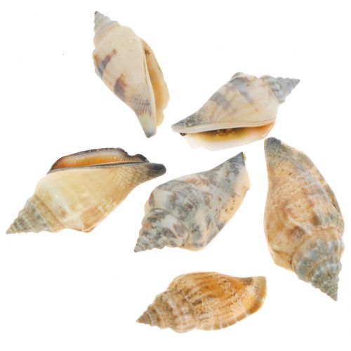 Floristik24 Mussel mix nature 3cm – 5cm 200g