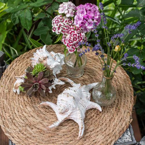 Floristik24 Shells, maritime decoration, snail shells white-golden L22/17cm set of 2