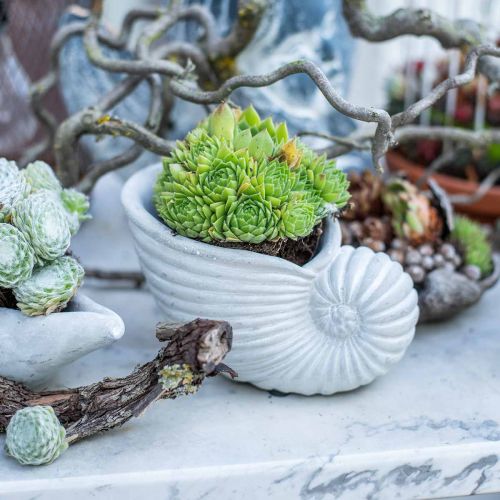 Floristik24 Shells for planting, maritime decoration, plant pot Nautilus concrete L15cm H9.5cm 2pcs