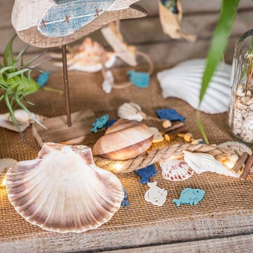 Floristik24 Shell decoration scallops polished 12-13cm 4 pcs