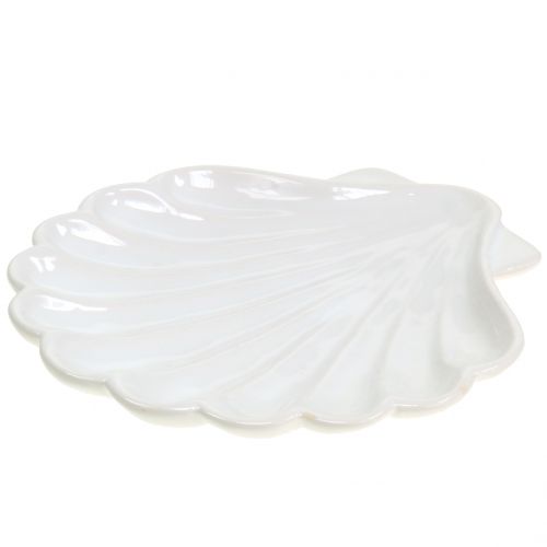 Floristik24 Decorative shell shell white 15cm x 16cm 3pcs