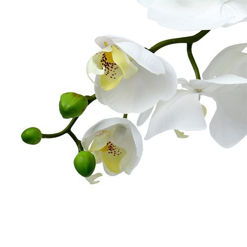 Floristik24 Moth Orchid 75cm White