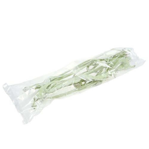 Product Natraj Preserved branches Apple Green whitewashed 10pcs