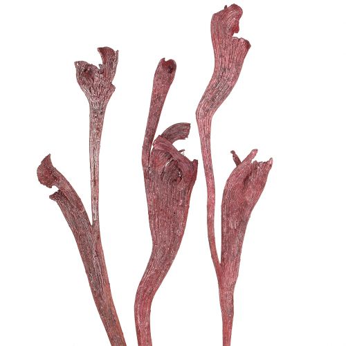 Floristik24 Natraj Decorative dried branches Red White washed 10 pcs