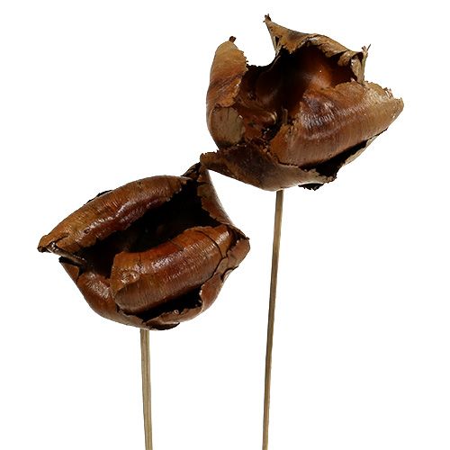 Floristik24 Natural Blossom, Palm Cup on a Stem Natural 25 pcs