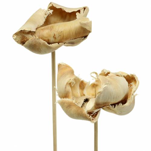 Floristik24 Natural Blossom, Palm Cup on a Stick Bleached 25 pcs