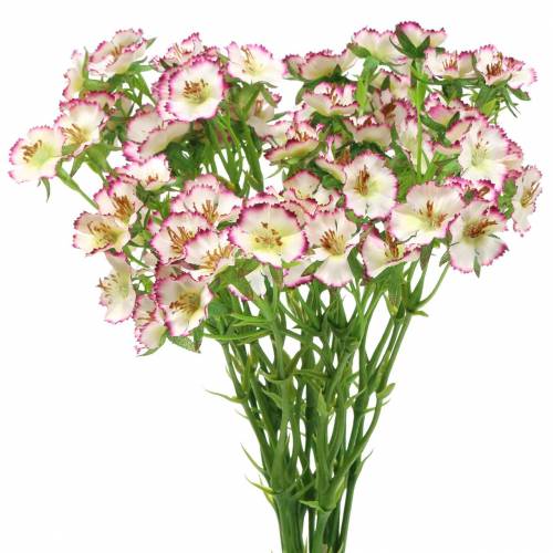 Floristik24 Bunch of Carnations White, Purple 34cm