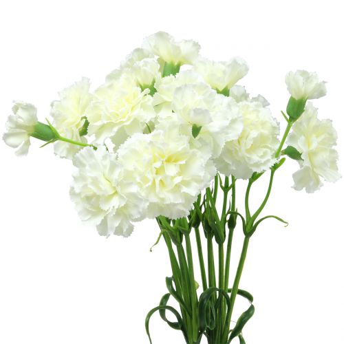 Floristik24 Carnation white 64cm 4pcs