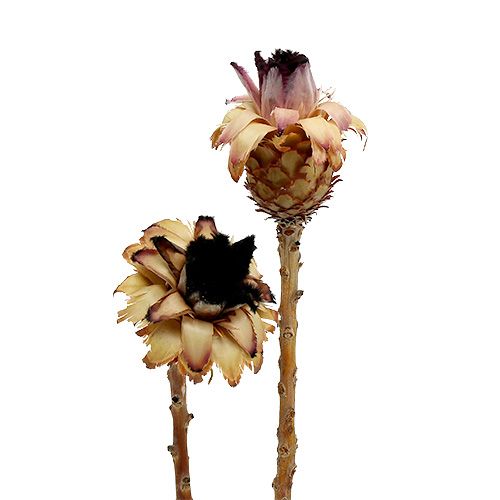 Floristik24 Nerifolia Bud 25 Pcs