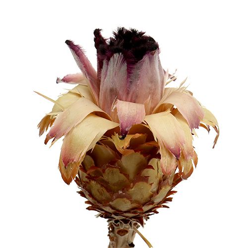 Product Nerifolia Bud 25 Pcs