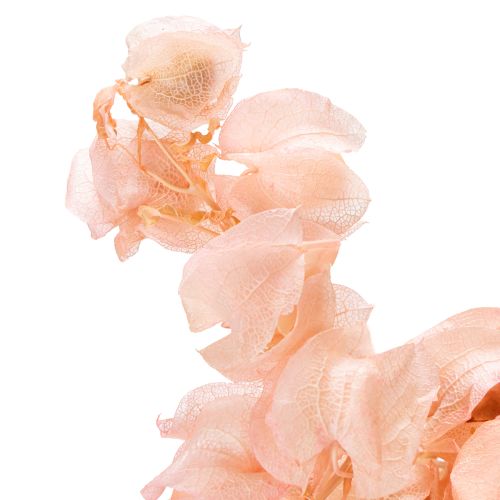 Product Dried flower stem creates a romantic atmosphere for any living area (75cm)