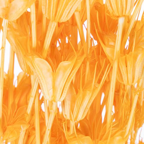 Product Nigella dried flower arrangement for long-term use. Elegant eye-catcher. 70cm 50g