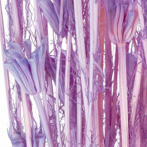 Product Dried Nigella flowers bouquet, decorative use in the living room, creates a unique ambience, 70cm, 50g