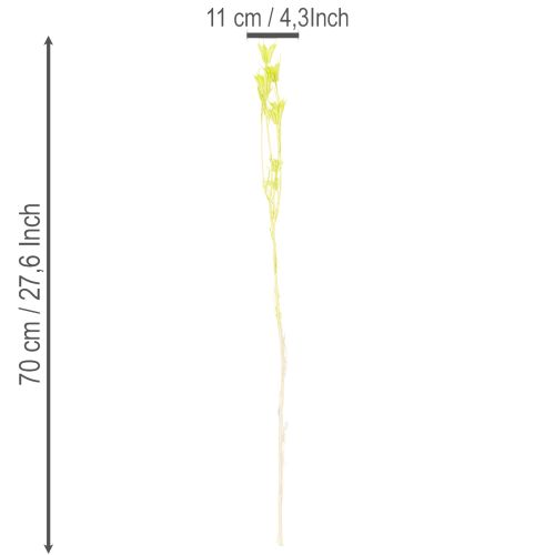 Product Dried Nigella flowers, charming natural room decoration for the home, 70cm, 50g