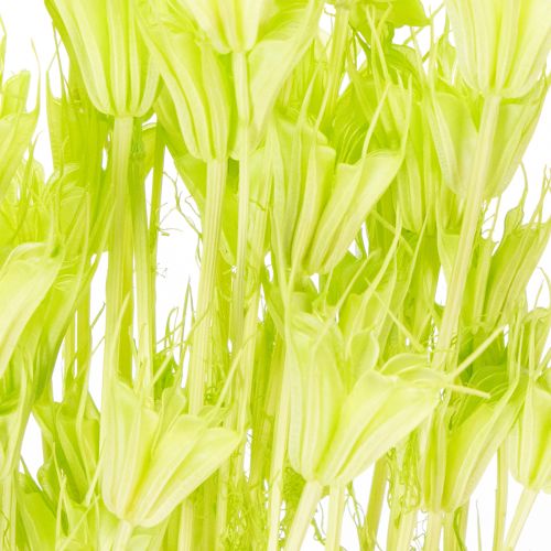 Product Dried Nigella flowers, charming natural room decoration for the home, 70cm, 50g