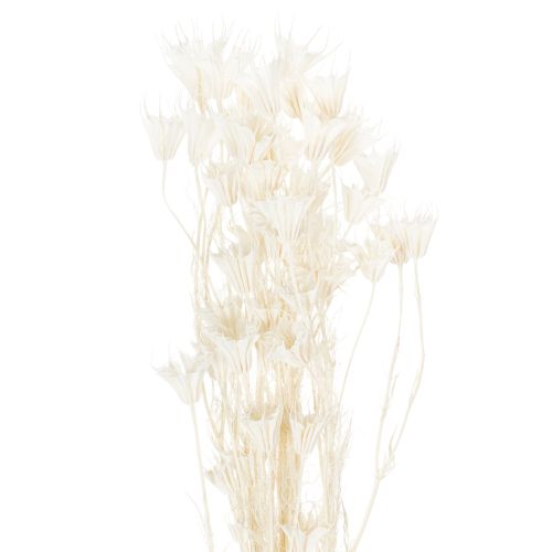 Floristik24 Dried Nigella flowers, bunch of elegant natural decoration for exclusive interiors, 70cm, 50g