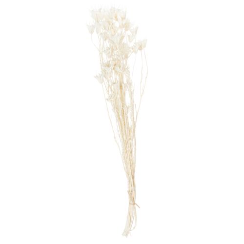 Product Dried Nigella flowers, bunch of elegant natural decoration for exclusive interiors, 70cm, 50g