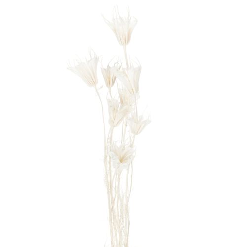 Product Dried Nigella flowers, bunch of elegant natural decoration for exclusive interiors, 70cm, 50g