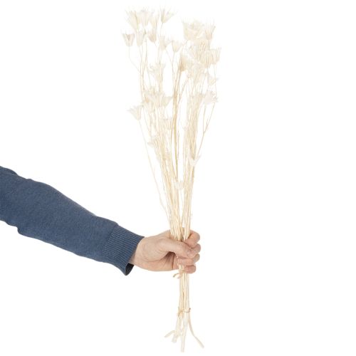 Product Dried Nigella flowers, bunch of elegant natural decoration for exclusive interiors, 70cm, 50g