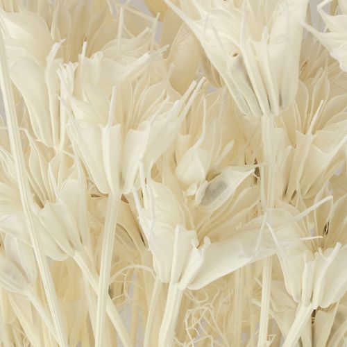 Product Nigella Orientalis Dried Flowers Black Cumin White 50cm 100g