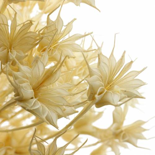 Product Dried Flower Seeds Black Cumin Bleached 100g
