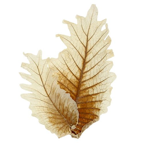 Oak Leaf bleached 35 pcs