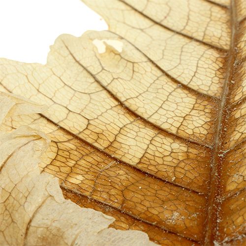 Product Oak Leaf bleached 35 pcs