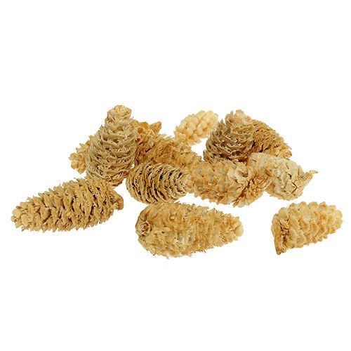 Floristik24 Omorika cones grated bleached 600g