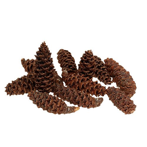 Floristik24 Omorika cones grated natural 900g