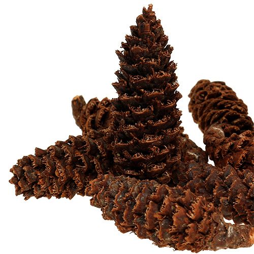 Floristik24 Omorika cones grated natural 900g