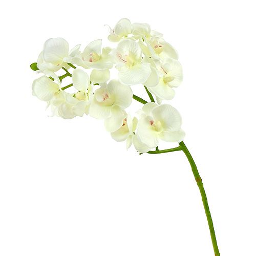 Floristik24 Orchid Cream-White L57cm 6 pcs