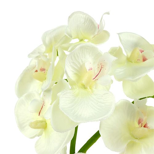 Product Orchid Cream-White L57cm 6 pcs