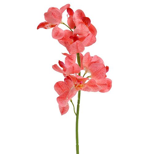 Product Orchid Mokara Salmon 50cm 6 pcs