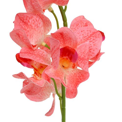 Product Orchid Mokara Salmon 50cm 6 pcs