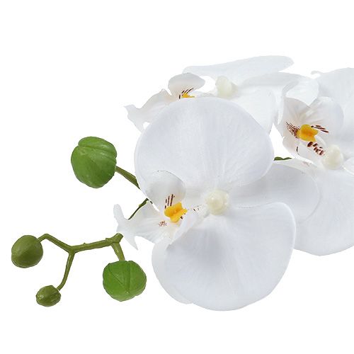 Product Orchid Phalaenopsis in bowl white H40cm