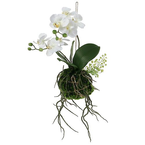 Floristik24 Orchid Phalaenopsis to hang H33cm cream