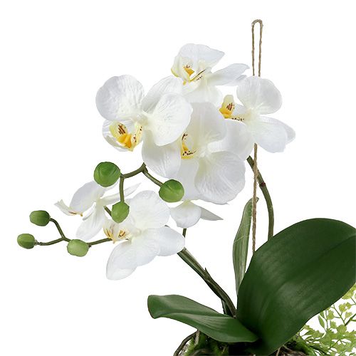 Floristik24 Orchid Phalaenopsis to hang H33cm cream