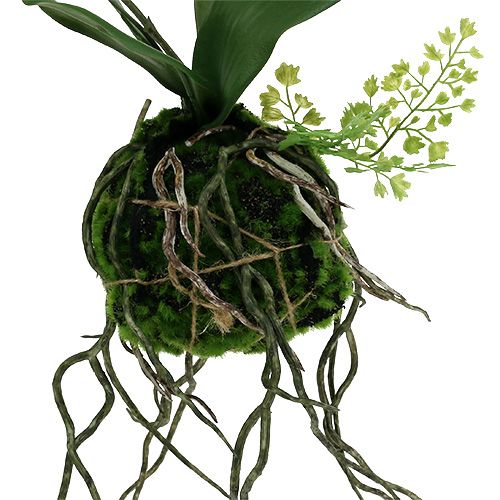 Floristik24 Orchid Phalaenopsis to hang H33cm cream