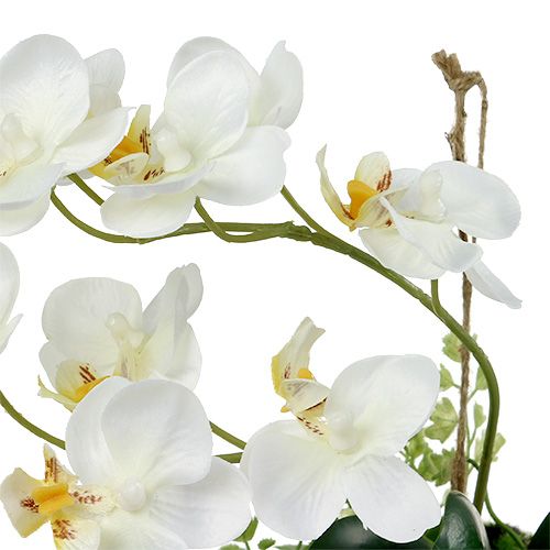 Floristik24 Orchid Phalaenopsis for hanging H26cm Cream