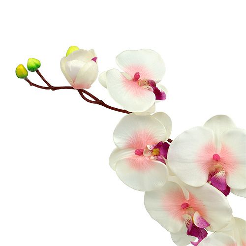 Product Orchid with 2 branches 60cm white-pink
