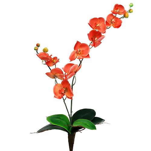 Floristik24 Orchid two branches 60cm orange