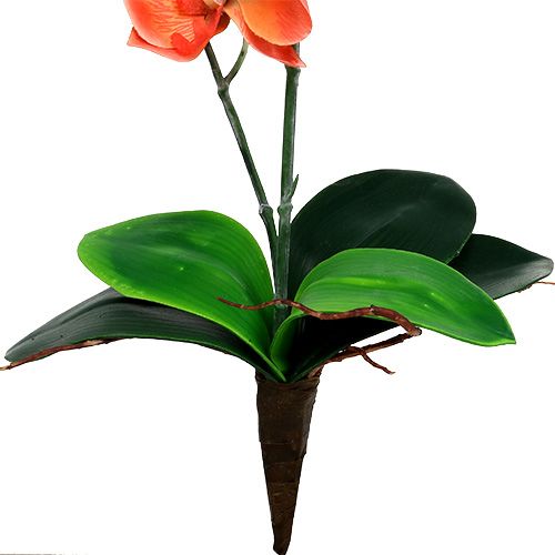 Floristik24 Orchid two branches 60cm orange