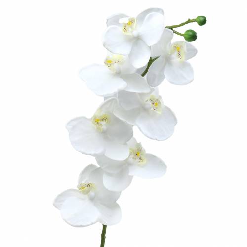 Product Orchid White 77cm