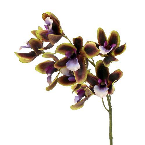 Floristik24 Orchid Cymbidium Green, Purple L38cm 4pcs
