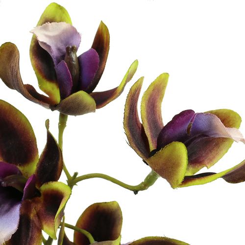 Floristik24 Orchid Cymbidium Green, Purple L38cm 4pcs