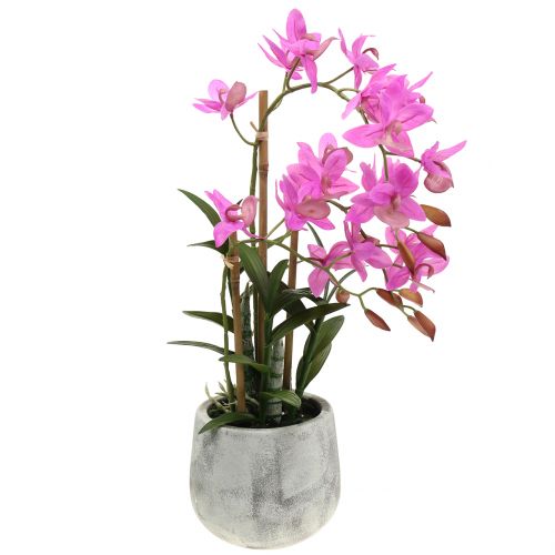 Floristik24 Orchid in a violet pot H55cm